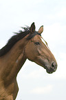 Hanoverian horse portrait