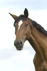 Hanoverian horse portrait