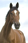 Hanoverian horse portrait