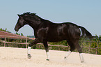 trotting Hanoverian