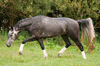 trotting Hanoverian horse