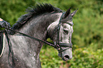 Hanoverian horse portrait