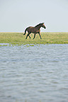 trotting Hanoverian