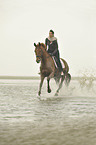 woman rides Hanoverian horse
