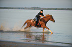 man rides Hanoverian warmblood