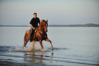 man rides Hanoverian warmblood