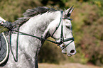 Hanoverian portrait