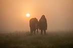 woman and Hanoverian