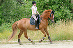 woman rides Hanoverian