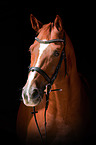 Hanoverian Portrait