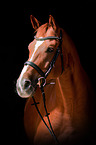Hanoverian Portrait
