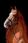 Hanoverian Portrait