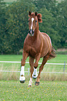 galloping Hanoverian