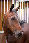 Hannoveraner Horse Portrait