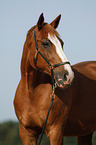 Hanoverian Portrait