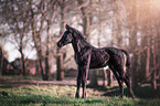 Hanoverian foal