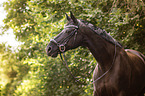 Hanoverian Portrait