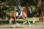 Woman rides Hanoverian