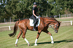 Woman rides Hanoverian