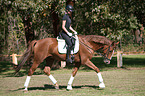 Woman rides Hanoverian