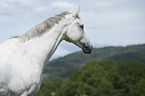 Hanoverian Horse portrait