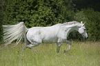 trotting Hanoverian Horse
