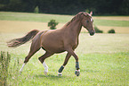 trotting Hanoverian Horse