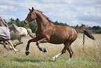galloping Hanoverian Horses