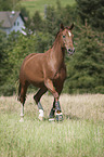 trotting Hanoverian Horse