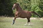 galloping Hanoverian Horse