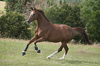 galloping Hanoverian Horse