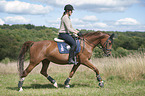 woman rides Hanoverian Horse