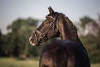 Hanoverian Portrait