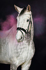 Hanoverian Horse with holi powder