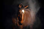 Hanoverian Horse with holi powder