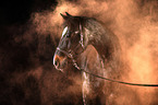 Hanoverian Horse with holi powder