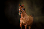 Hanoverian Horse with holi powder