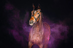 Hanoverian Horse with holi powder