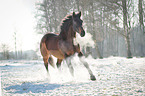 Hanoverian in the snow