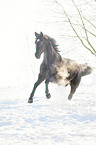 Hanoverian in the snow