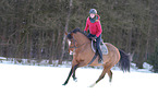 Hanoverian in the snow