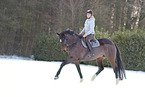 Hanoverian in the snow