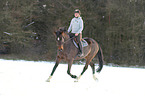 Hanoverian in the snow