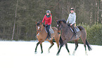 Hanoverian in the snow