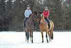 Hanoverian in the snow