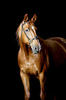 Hanoverian Portrait