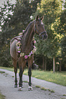 Hanoverian with flower decoration