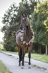 Hanoverian with flower decoration