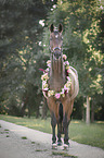 Hanoverian with flower decoration