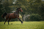 galloping Hanoverian